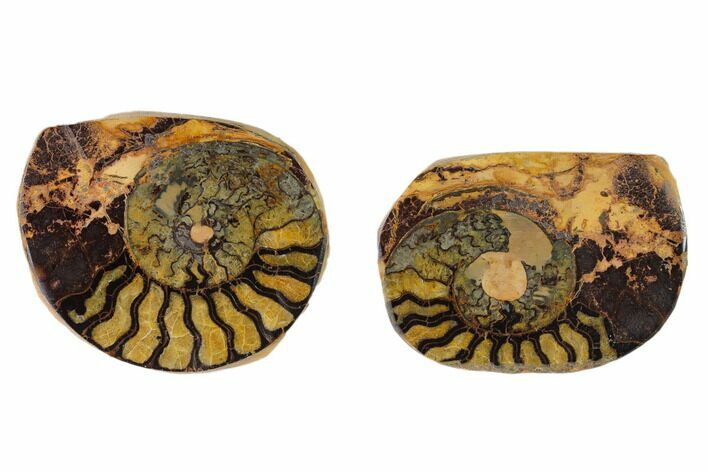 Sliced, Iron Replaced Fossil Ammonite - Morocco #138013